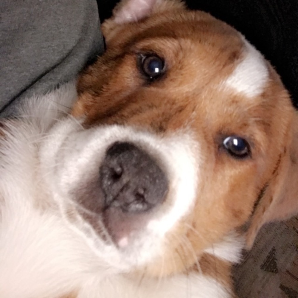 Meet your Posher, Abigail